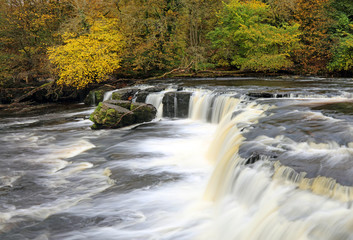 Fototapeta na wymiar Autumn colours on display at Aysgarth Upper Falls, Yorkshire Dales 
