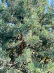 Close-up of a pine tree in a park in spring.