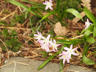 Chionodoxa luciliae 'Pink Giant' - Lucile's Glory-of-the-Snow