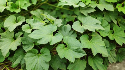 green leaves in the pond