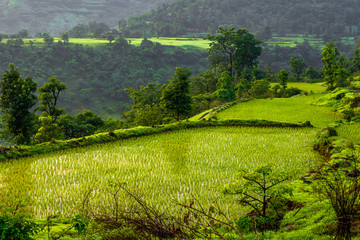 Obraz premium Paddy field