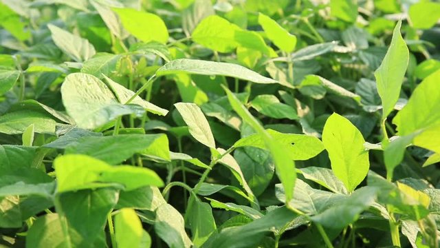 Green soya bean plants in growth at field