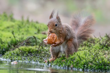 Naklejka na ściany i meble Eurasian red squirrel (Sciurus vulgaris) eating a walnut on the waterfront in the forest of Noord Brabant in the Netherlands.