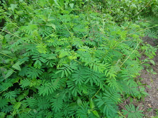 Giant Mimosa pudica, also called sensitive, sleepy, action plant, touch me not, shame plant, zombie.