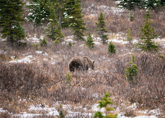 Brown Grizzly bear fluffy on wilderness in national park