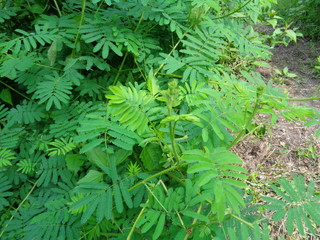 Giant Mimosa pudica, also called sensitive, sleepy, action plant, touch me not, shame plant, zombie.