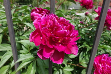 Magenta colored flowers of peony in May
