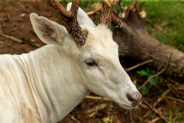 Rare white deer . Natural scene from conservation area in Wisconsin.