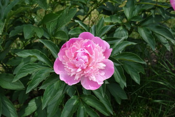 A flower of common pink peony in May