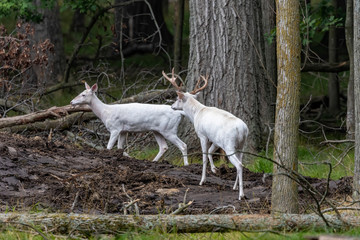Naklejka na ściany i meble Rare white deer and hind. Natural scene from conservation area in Wisconsin.