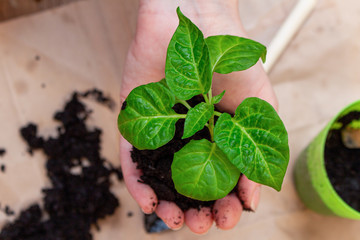 Green sprout, seedling in hands.