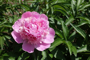 Big pink flower of common peony in May