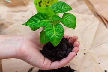 Green sprout, seedling in hands.