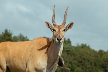 Naklejka na ściany i meble A female common eland, front view looking at camera, with sloped spiral horns, hump and dewlap with neck mane