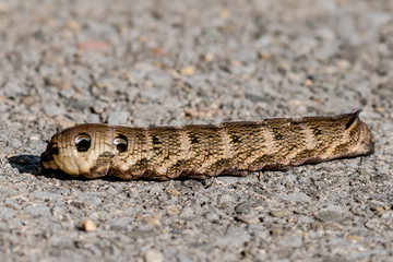Obraz premium Side-view of an elephant hawk moth caterpillar on pavement