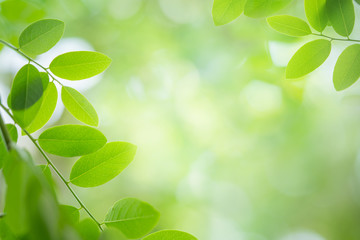 Fototapeta na wymiar Fresh green leaf in sunlight.
