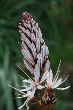 Flor compuesta