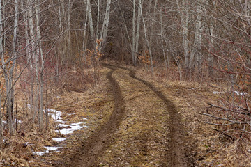 Obraz premium Spring forest, awakening from winter sleep, waiting for warm weather.