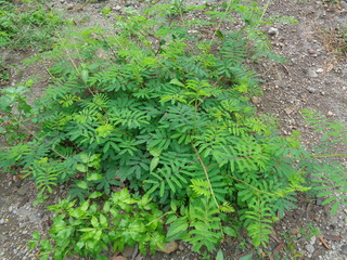 Giant Mimosa pudica, also called sensitive, sleepy, action plant, touch me not, shame plant, zombie.