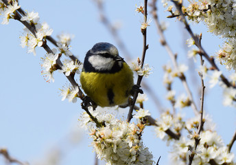 Blue tit in apple blossom