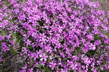 Obraz premium Lots of bright pink flowers of phlox subulata in May