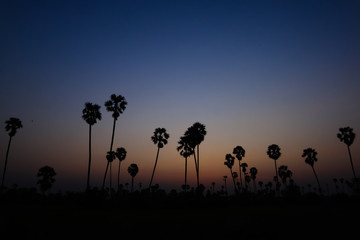 Fototapeta na wymiar Silhouette coconut palm tree at sunset. nature outdoor photography. wallpaper of nature.
