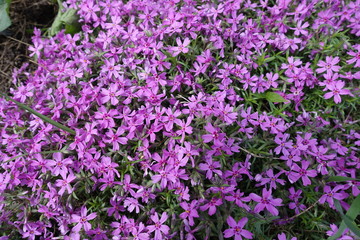 Fototapeta na wymiar Pink flowers of phlox subulata in May