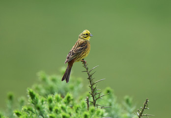 yellowhammer