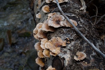 Fungi on birch log 