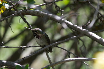 Calliope Hummingbird 