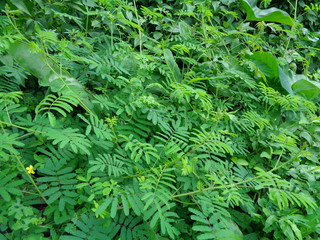 Giant Mimosa pudica, also called sensitive, sleepy, action plant, touch me not, shame plant, zombie.