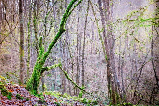 Moss covered trees on the Elidir Trail, legendary entrance to the fairy kingdom, in Fforest Ffaw Geopark (Great Forest) in the Brecon Beacons