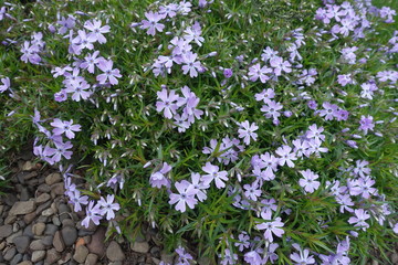 Closed buds and opened violet flowers of phlox subulata in mid April