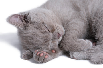 Sweet dream of a scottish straight kitten lying on his paw close-up