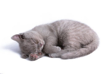 Cute little kitten of Scottish Straight sleeps isolated on white background