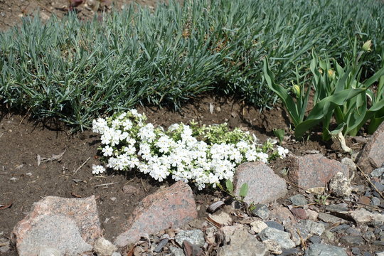 Flowering white phlox subulata in mid April