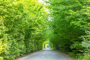 Obraz premium Asphalt Highway in a Tunnel of Green Trees and a Truck