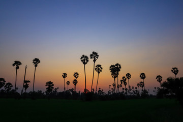 Fototapeta na wymiar Silhouette coconut palm tree at sunset. nature outdoor photography. wallpaper of nature.