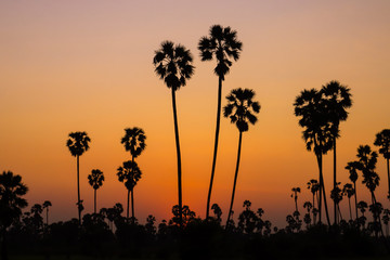 Silhouette coconut palm tree at sunset. nature outdoor photography. wallpaper of nature.