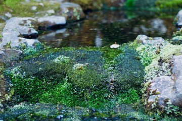 池と苔