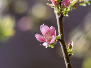 愛らしい桃色の花梨の花