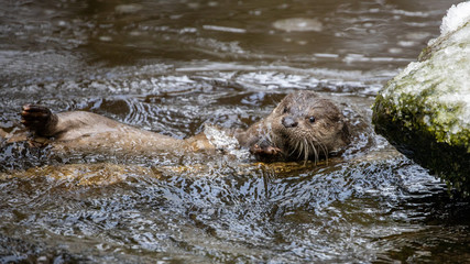 Ein Fischotter schwimmt auf dem Rücken neben einem verschneiten Stein