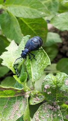 Meloe violaceus Large black and blue hue beetle Meloe violaceus