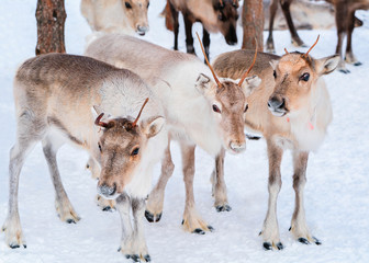 Naklejka na ściany i meble Reindeers at farm in winter Lapland Rovaniemi Northern Finland