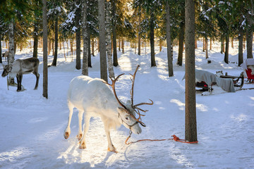 White Reindeer in farm at winter Lapland Northern Finland