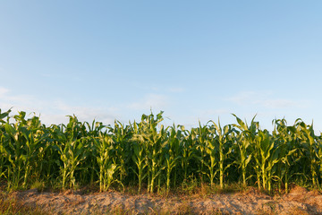 beautiful green corn field at sunset day