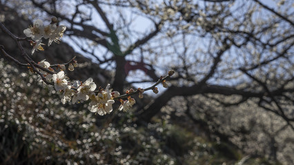 예쁘게 피어있는 매화꽃