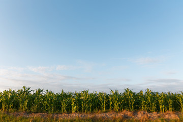 Fototapeta na wymiar beautiful green corn field at sunset day