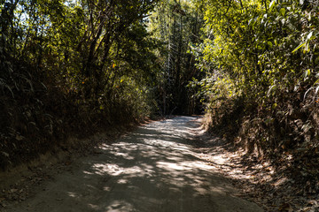 rayos de luz entre el bosque