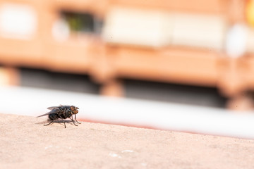 Common house fly in habitable environments located in an open space open 